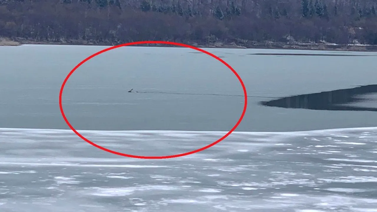 Cerb căzut într-un lac înghețat din Brașov. Operațiunea de salvare a eșuat VIDEO