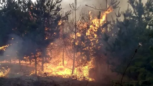 Raport al Comisiei Europene: România, țara din UE cea mai afectată de incendiile forestiere, anul trecut, la fel ca în 2019