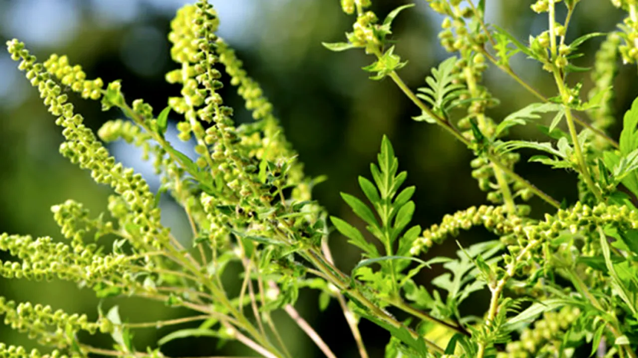 Un medic alergolog avertizează: Ambrozia, problema de mediu care s-a răsfrânt asupra populaţiei