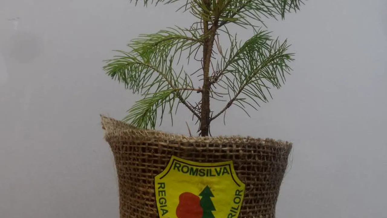 Cum deosebim BRAZII recoltați legal de restul. ROMSILVA recuperează după sărbători pomii de Crăciun vânduți în ghivece