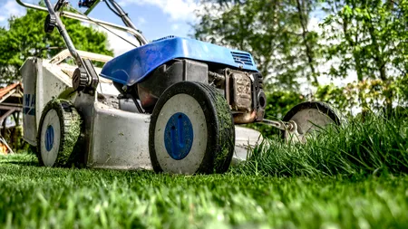 Pedeapsa neobișnuită primită de un gorjean acuzat că făcea trafic de cannabis. Unde a fost pus să tundă iarba