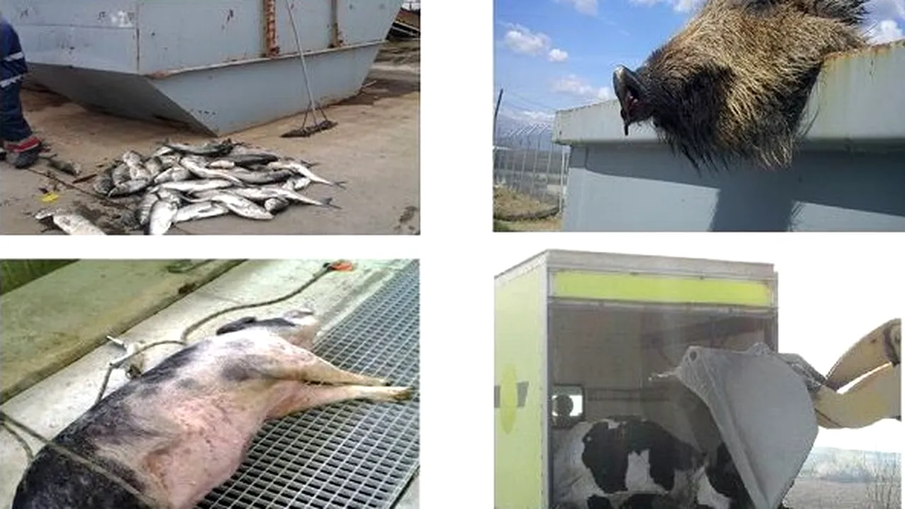 Canalizarea, coșul de gunoi al bucureștenilor. Angajații staţiei de epurare a apelor uzate Glina au găsit de la şerveţele umede şi scutece până la cârpe, jucării, electrocasnice şi animale moarte