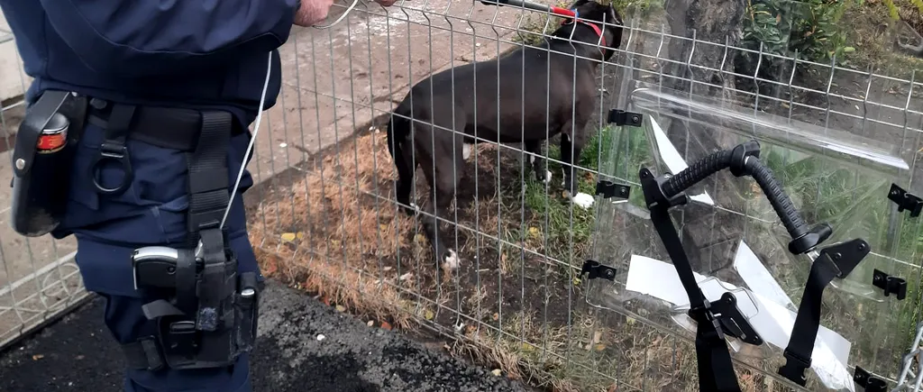 Un câine rasa pitbull și-a atacat stăpâna, în Galați. În ce stare e femeia și ce s-a întâmplat cu animalul