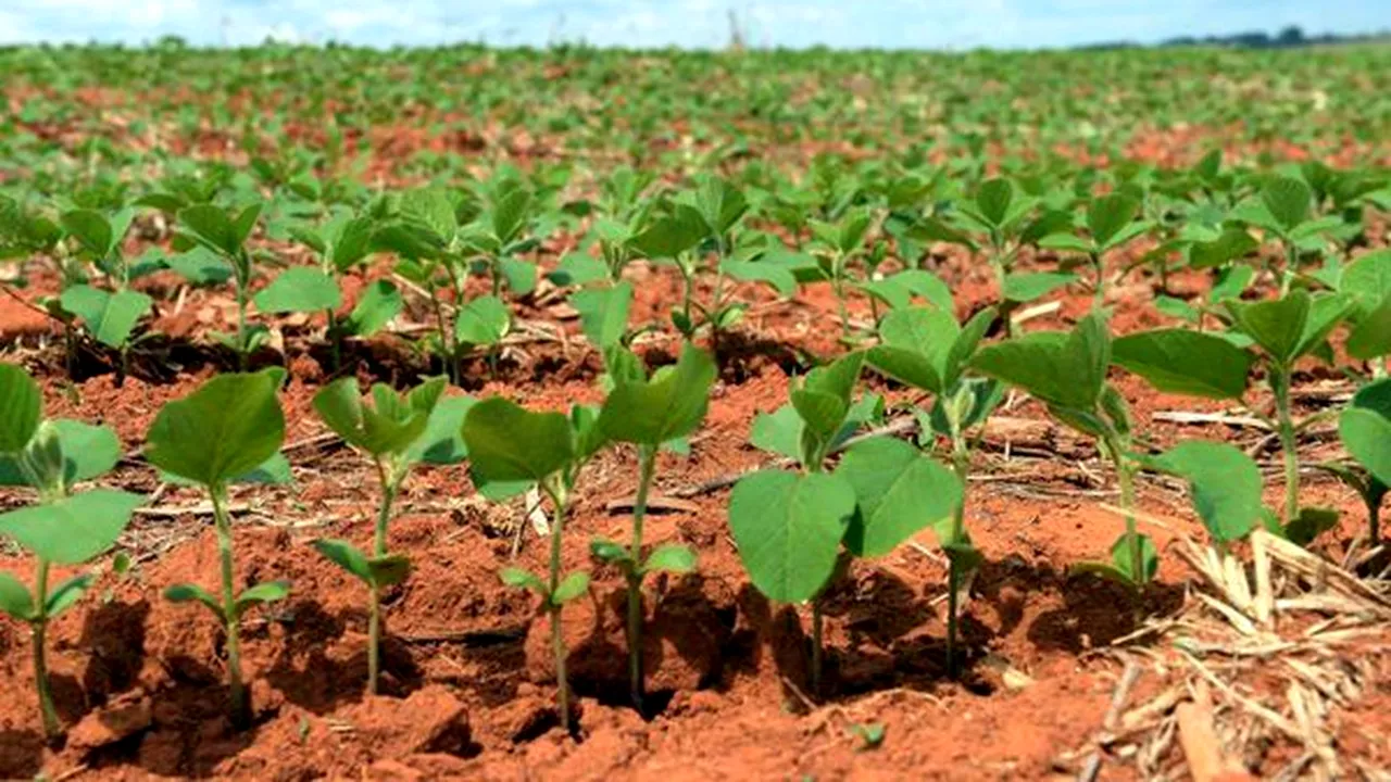 Plantele modificate genetic și agricultura rezilientă la schimbările climatice