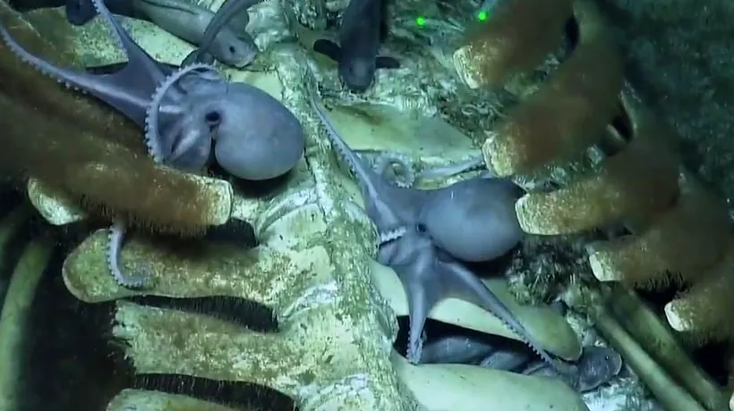 Imagini neobișnuite. Caracatițe înfometate devorează o balenă moartă | VIDEO