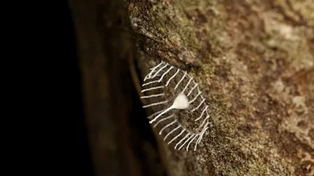 Misterul din Amazon a fost elucidat. Ce reprezintă această structură ciudată 