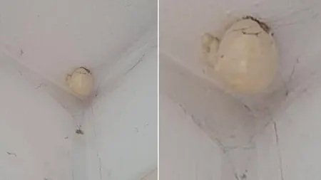 „Oul bizar” apărut pe tavanul unei camere. „Are cineva idee ce este?”