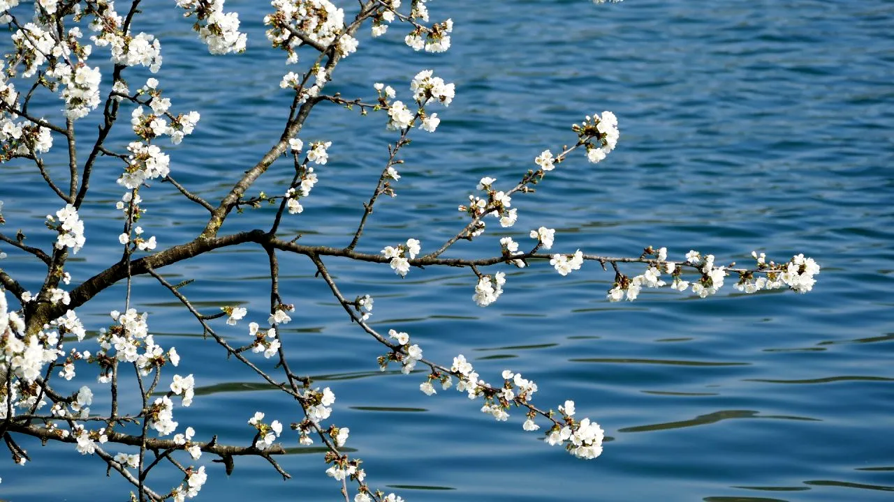 Când vine primăvara în România? ANM a actualizat prognoza meteo: cât țin ninsorile și gerul