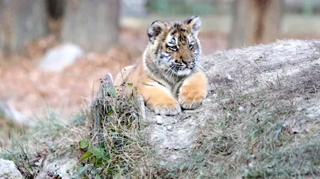 TRANSMITERE.  Opt feline mari de la Zoo Bronx au luat coronavirus de la un angajat al grădinii