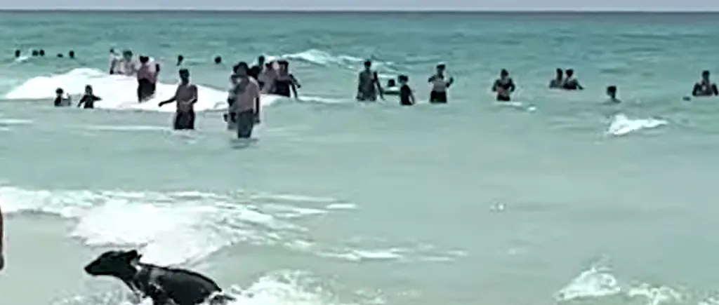 Apariție SURPRINZĂTOARE pe o plajă din Florida. Un urs a înotat în ocean printre turiști, apoi a fugit către dunele de nisip 