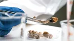 Descoperirea medicală care ar putea schimba omenirea. Substanța PSIHOACTIVĂ din „ciupercile magice” ar putea deveni un veritabil elixir al tinereții