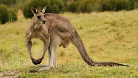 Pare o scenă comică, dar se putea transforma intr-o tragedie. Doi bărbați inimoși au salvat situația