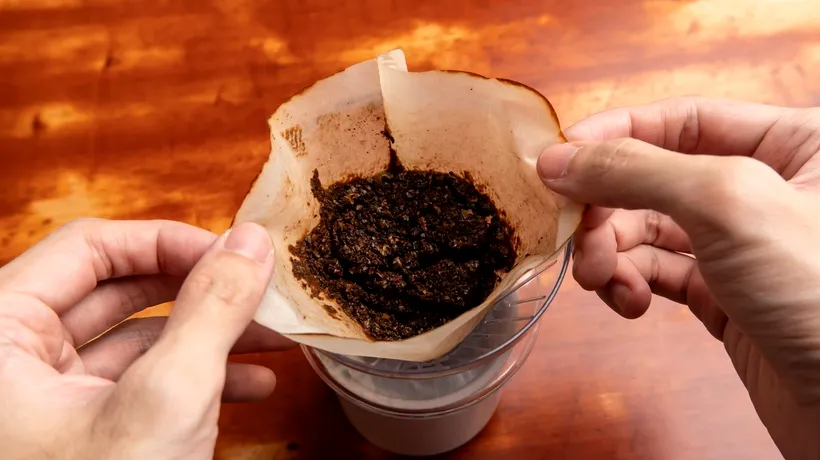 Cercetătorii au transportat tone de zaț de CAFEA într-o pădure. Ce s-a întâmplat... este uluitor!