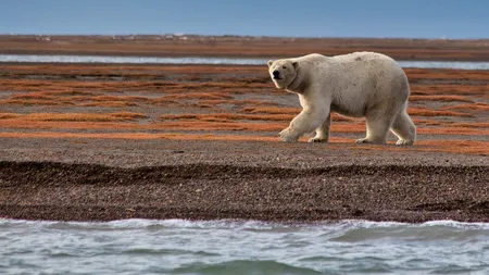 Cum se adaptează animalele sălbatice schimbărilor climatice?