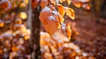 În ce zi vine frigul în România, potrivit ANM. Prognoza meteo pentru vineri, sâmbătă și dumincă