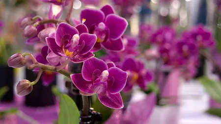 Un bărbat din Columbia încearcă să salveze de la EXTINCȚIE o specie de orhidee cu ajutorul clonării