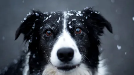 Border Collie, câinele extrem de inteligent şi muncitor pe care îl vrei acasă, chiar dacă nu ai turme de mânat