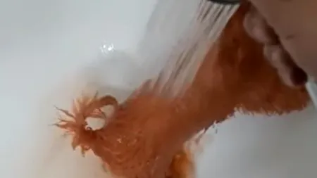 Surpriză neplăcută pentru un cuplu din Constanța care a cumpărat un bichon maro: „Ce mai fac samsarii ca să vândă Â«bichoniÂ» și nu numai!