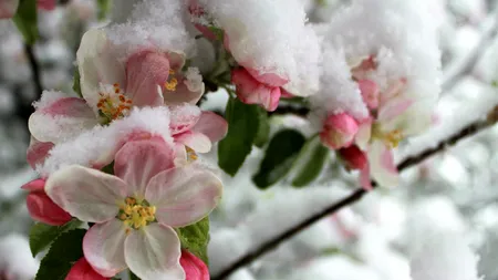 ANM a actualizat prognoza meteo. Se întorc ninsorile în România!