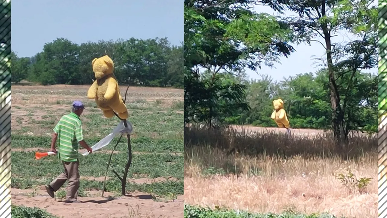 Imagini fabuloase la Dăbuleni. Celebrii pepeni sunt păziți acum cu...ursuleți de pluș. Lubenițele sunt atacate de ciori și de iepuri