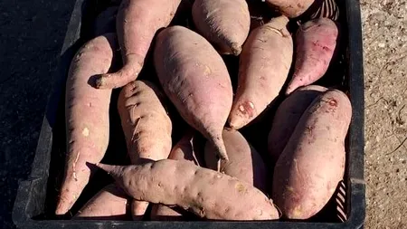 Dăbuleni, localitatea pepenilor verzi, a devenit și locul unde se cultivă cu succes cartofii dulci. Măslinul, kiwi, banana nordului, pe lista planurilor agricultorilor
