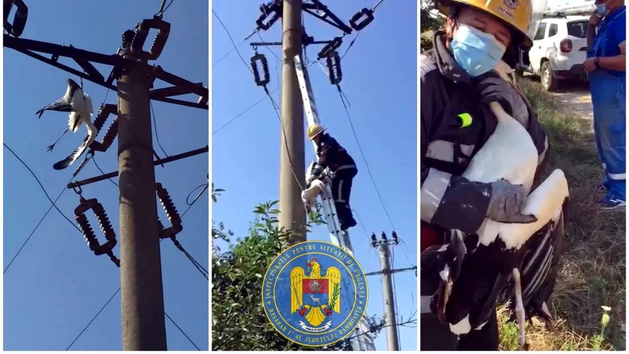 Operațiunea „Barza”, în Dâmbovița. Cum au intervenit pompierii pentru salvarea unei păsări prinse în firele electrice / GALERIE FOTO