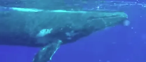 Imagini incredibile surprinse în apele oceanului. Două balene salvează o femeie scafandru de un rechin-tigru