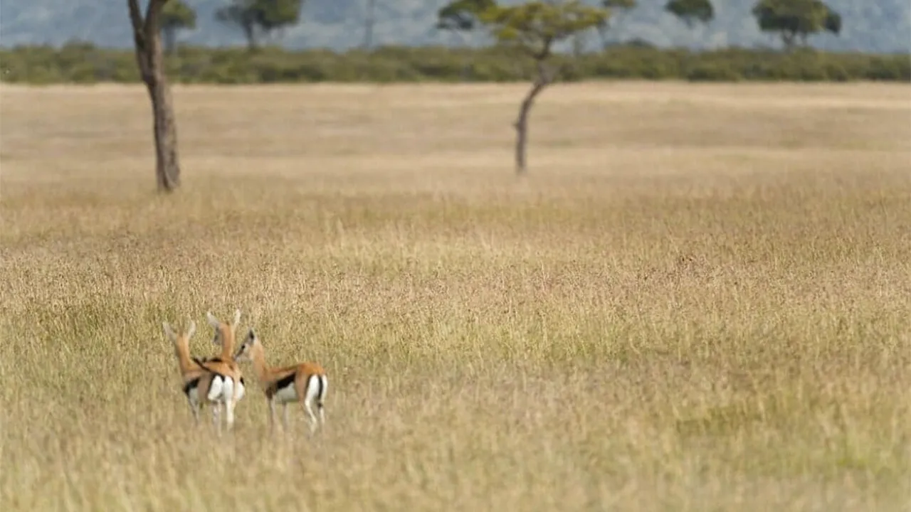 Iluzie optică virală | Găsiți ghepardul ascuns în această fotografie!