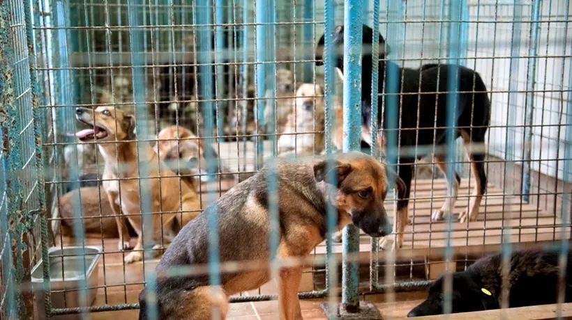 ASPA: 69 de câini vagabonzi au fost prinși vineri, 62 au fost adoptați