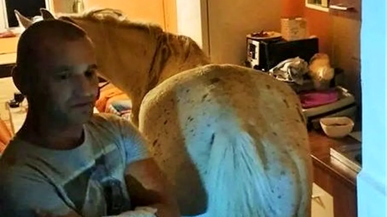 Cu calul în garsonieră. Polițiștii din Satu Mare l-au găsit în bucătăria unei locuințe de la etajul 4 al unui bloc - VIDEO