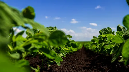 Roboți în agricultura în China. Oamenii nu mai smulg buruienile cu mâna, o fac mașinile cu laser. Cum arată „minunea”