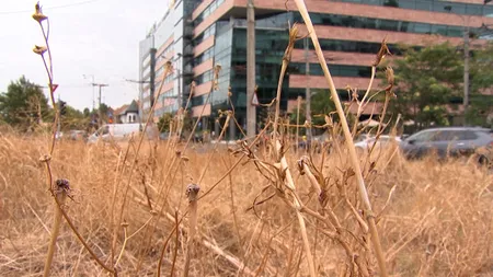 Schimbările climatice şi poluarea SCHIMBĂ complet peisajul din Bucureşti: arbori de Ginkgo Biloba în loc de oţetari şi trifoi în loc de gazon