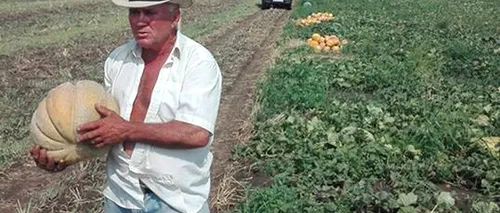Caz incredibil în România: Fermier, amendat de Poliția Locală pentru că produce pepeni prea mari