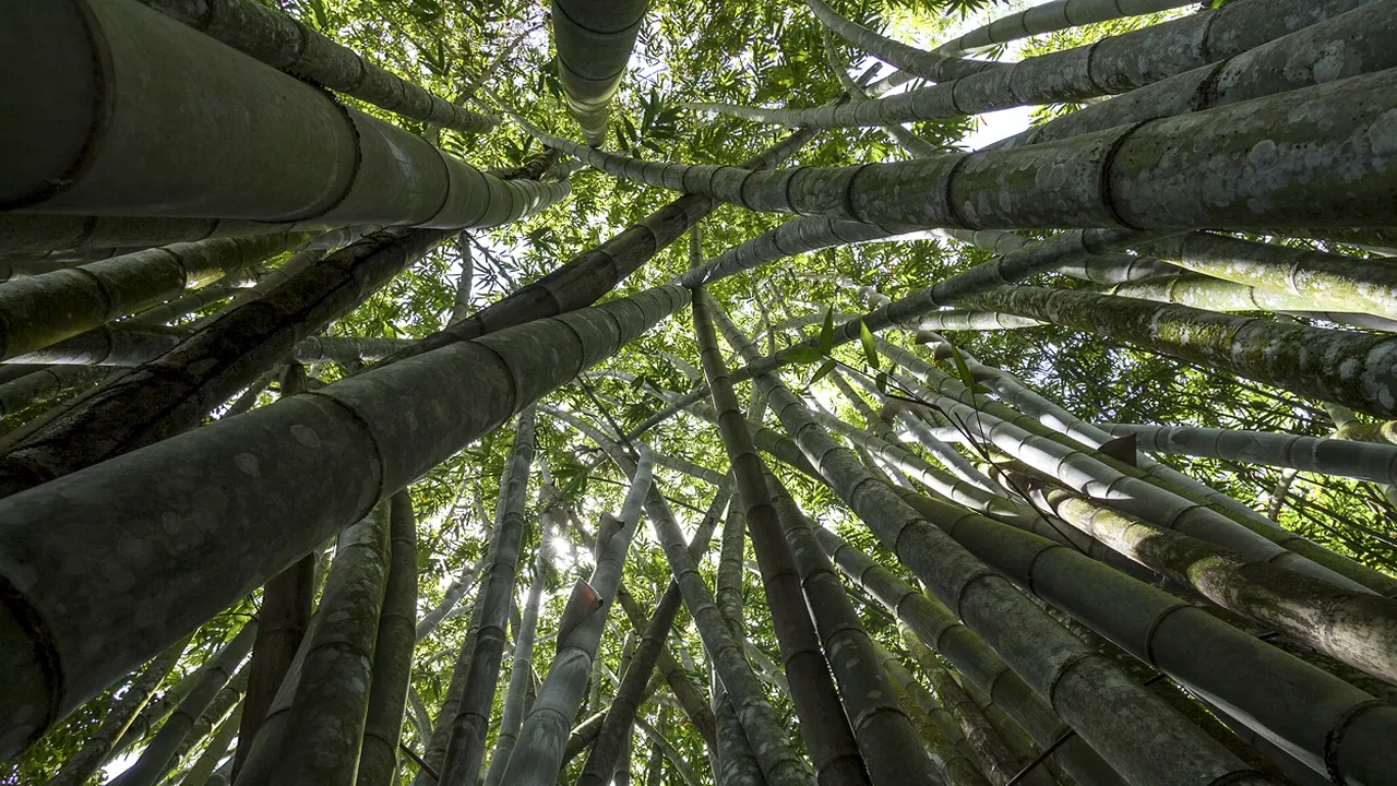 91 de centimetri pe zi: Aceasta este planta care crește cel mai repede