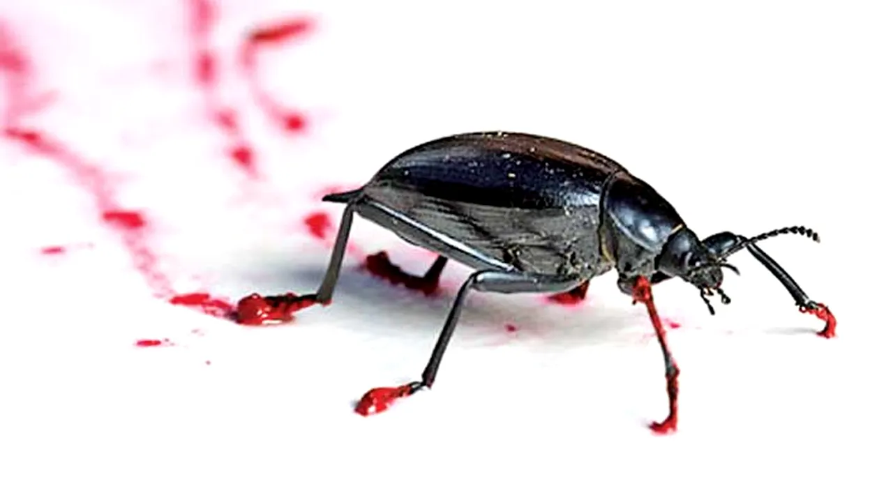 Copii tratați printre GÂNDACI într-un spital din Deva.  Mamă: „M-am speriat îngrozitor