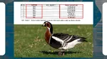 FABULOS! Cât costă în România „conservarea” unei singure specii de păsări. Zeci de milioane de euro, înghițite de gâsca cu gât roșu