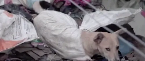 Imagini revoltătoare la un abator de câini. Animalele legate în saci și ucise pentru restaurante - VIDEO