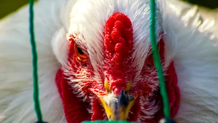 Tabără, ASAS: „H5N8 reprezintă un pericol pentru om numai dacă acesta stă în mediul respectiv și inhalează efectiv acest virus