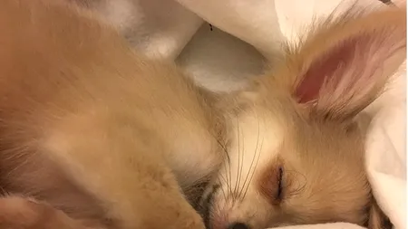 Ce visează, de fapt, câinii. Afirmația expertului de la Harvard care răstoarnă tot ce se credea până acum 