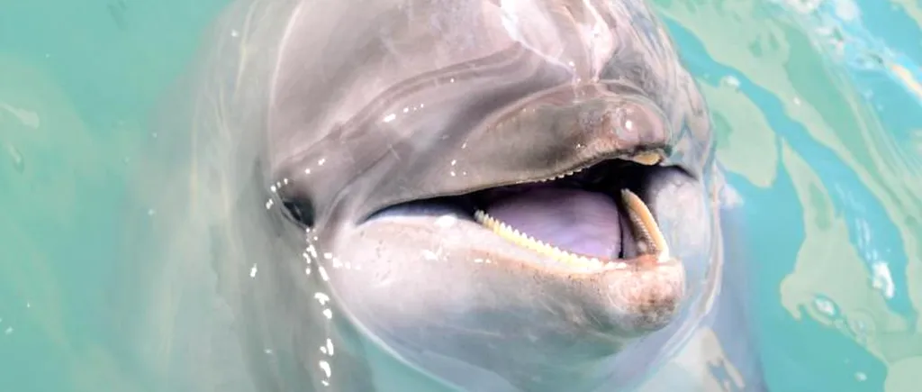 Despăgubire de 120.000 de euro pentru Delfinariul din Constanța, după moartea delfinului vedetă Pei-Pei