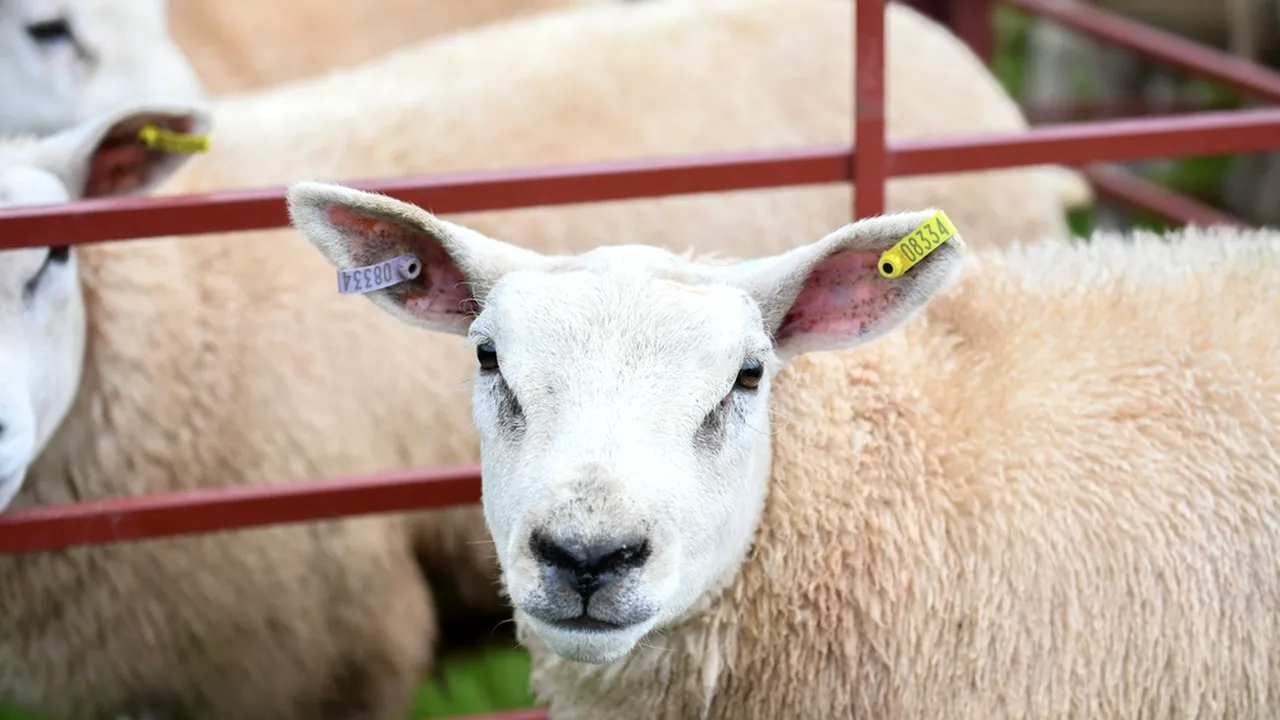 Variola ovină se extinde de la o stână la alta. Sute de oi, sacrificate într-o singură fermă