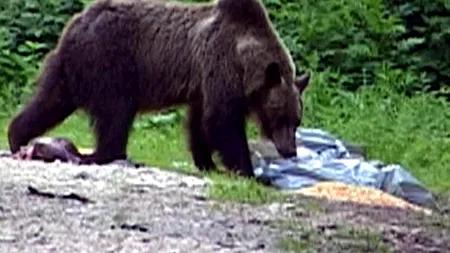 Un urs a intrat într-o gospodărie din Moroieni și mâncat un vițel