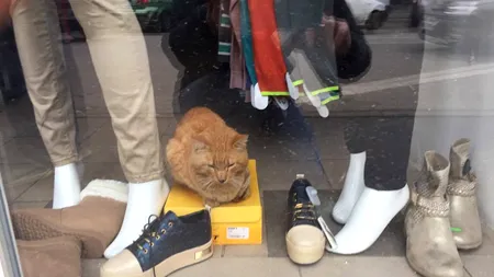 O pisică, prizonieră de mai multe zile într-un magazin, după ce ANAF a pus sigiliul pe ușă