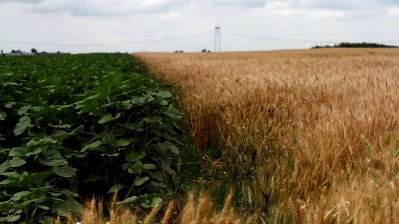 Constantin: România a exportat în acest an grâu de 300 milioane euro, valoare dublă față de 2012. Producătorii, nemulțumiți de preț