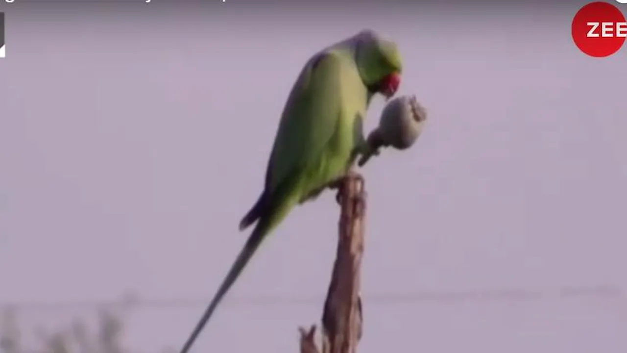 Câmpurile de MAC din India, distruse de PAPAGALII dependenți de opiu. Fermierii sunt în culmea DISPERĂRII