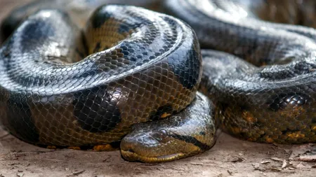 O mamă cu 4 copii și-a găsit sfârșitul într-un mod terifiant. Un PITON gigant a înghițit-o cu totul