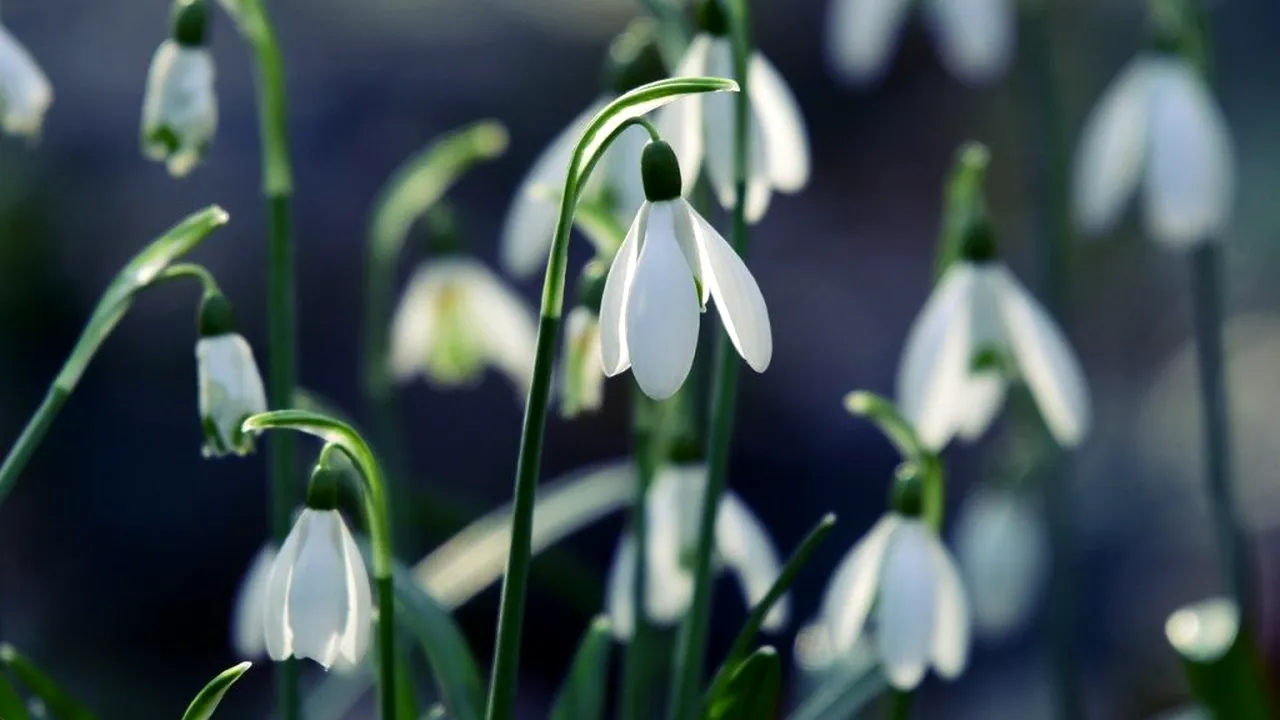 PROGNOZA METEO, 19 martie 2020. O zi frumoasă şi caldă