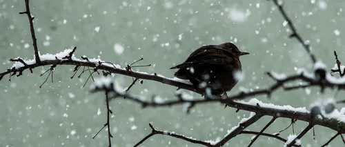 Vremea în România, pe teritoriul țării, în următoarele două săptămâni. Temperaturile scad sub zero grade și se anunță NINSORI