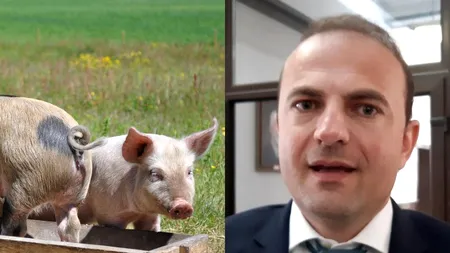„Nu se interzice creșterea porcului în gospodării”, secretar de stat. Oros, MADR: „Un fake news care trebuia să acopere cu totul altceva”. Pesta porcină africană, mai periculoasă decât Coronavirusul