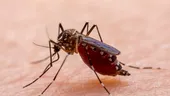 Crește numărul de cazuri de infectare cu virusul West Nile în Italia. Care este cea mai probabilă cauză